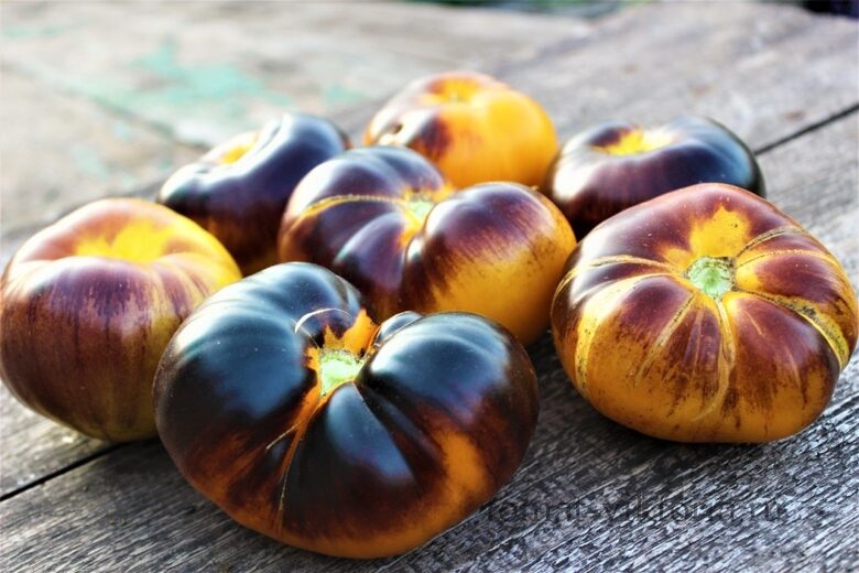 Purple sunrise. Krāsainu un skaistu tomātu sēklas siltumnīcai. 